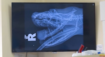 Una gran serpiente con patrón de escamas en tonos gris, amarillo y negro reposa enrollada entre hojas secas