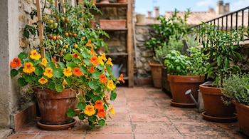 Macetas de terracota sobre un suelo de baldosas con plantas de capuchina de flores naranjas, tomateras y pimientos en una terraza.