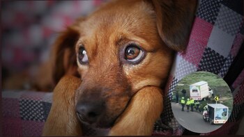 Video: se conoce más información