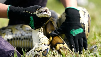 Las especies invasoras alteran la dinámica de los ecosistemas y complican los esfuerzos de conservación en áreas protegidas (AP Foto/Lynne Sladky, Archivo)