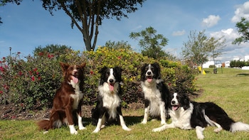 Perros