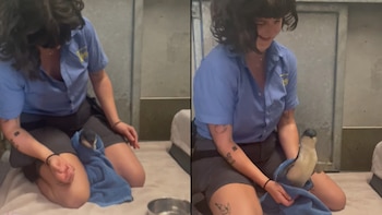 En el zoológico, personal médico le realizará exámenes al pingüino para confirmar su estado de salud. (Instagram/wellington.zoo)