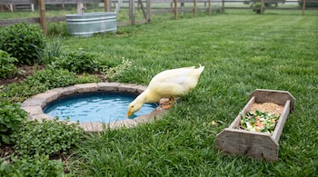Un pato blanco y amarillo bebe de un estanque de agua azul en un césped verde. Hay un comedero de madera con granos y vegetales, arbustos y una valla.