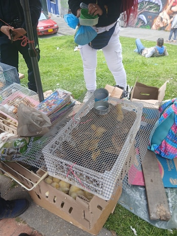 Los 404 animales decomisados quedaron