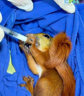 La ardilla sobreviviente recibe hidratación, medicamentos y monitoreo permanente en el Centro de Atención y Valoración de Fauna Silvestre de EPA Cartagena - crédito EPA Colombia/X