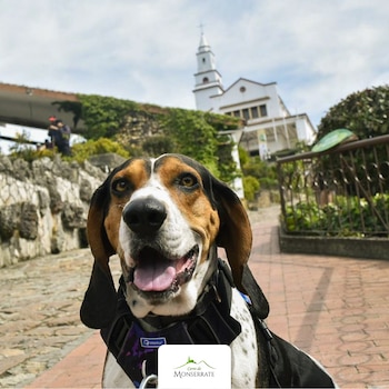 Las mascotas no pueden subir