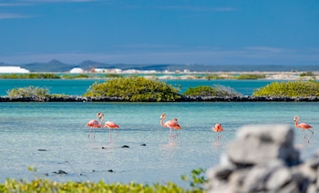 Flamingos en la isla de