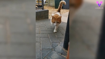 01/12/2020 Un gato de 3 patas protagoniza la portada del calendario Cats Protection, la misma organizaci�n ben�fica que lo rescat�.
MADRID, 1 dic. (EDIZIONES) Mylo, un gato de tres patas, de Kempsey, ha logrado superar su pasado traum�tico para protagonizar la portada del calendario de este a�o de Cats Protection, la misma organizaci�n ben�fica que se encarg� de su rescate.
SOCIEDAD
YOUTUBE/VIDELO