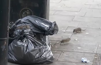 Varias ratas caminan sobre una acera cerca de bolsas negras de basura apiladas junto a una papelera