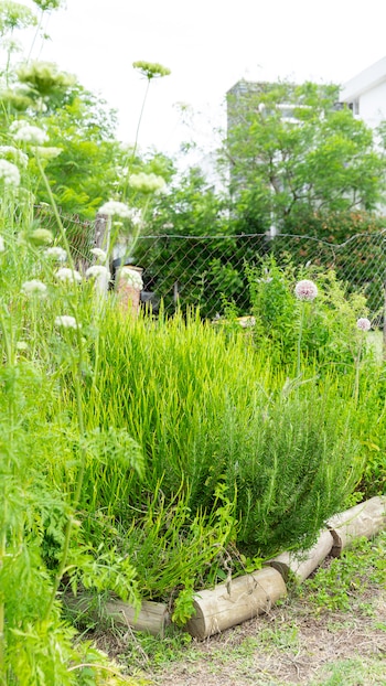 El uso de aromáticas como