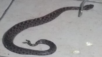 Una víbora de cascabel mordió