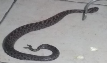 Este tipo de reptiles