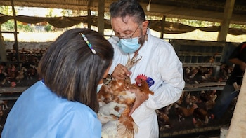 El Salvador declara alerta sanitaria por influenza aviar de alta patogenicidad