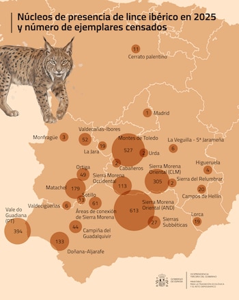 Áreas de presencia de lince ibérico en 2025 y ejemplares censados (Fuente: MITECO)