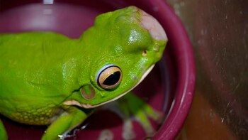 Los casos detectados muestran que