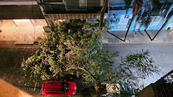 Uno de los árboles caídos