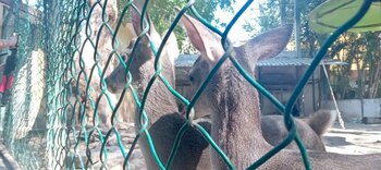 Cuatro ejemplares de cabra pigmea