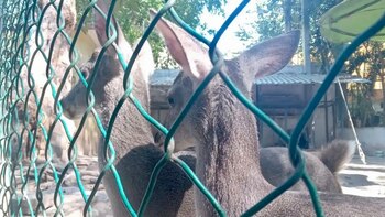 Profepa denunciará ante la FGR