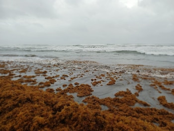 La acumulación de sargazo afecta