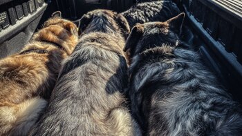 Indignación por dueño de lujosa