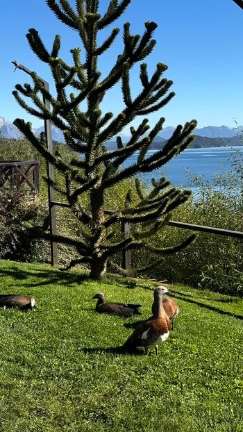 Entre los animales que se