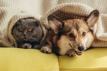 Este proyecto ha sido un