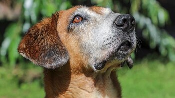 Así puede inscribirse a un curso gratuito para aprender a prestar primeros auxilios a animales en Bogotá