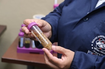 Larvas del gusano barrenador en el laboratorio de la Comisión Panamá- Estados Unidos para la Erradicación y Prevención del Gusano Barrenador del Ganado (COPEG). (Mida)