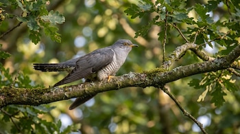 Un cucú con plumaje gris y vientre rayado se posa en una rama gruesa cubierta de musgo y liquen, rodeado de hojas verdes de roble.