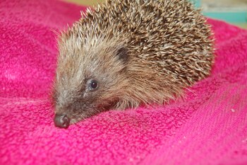 Otro de los erizos que