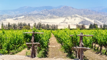 Las únicas zonas productoras de