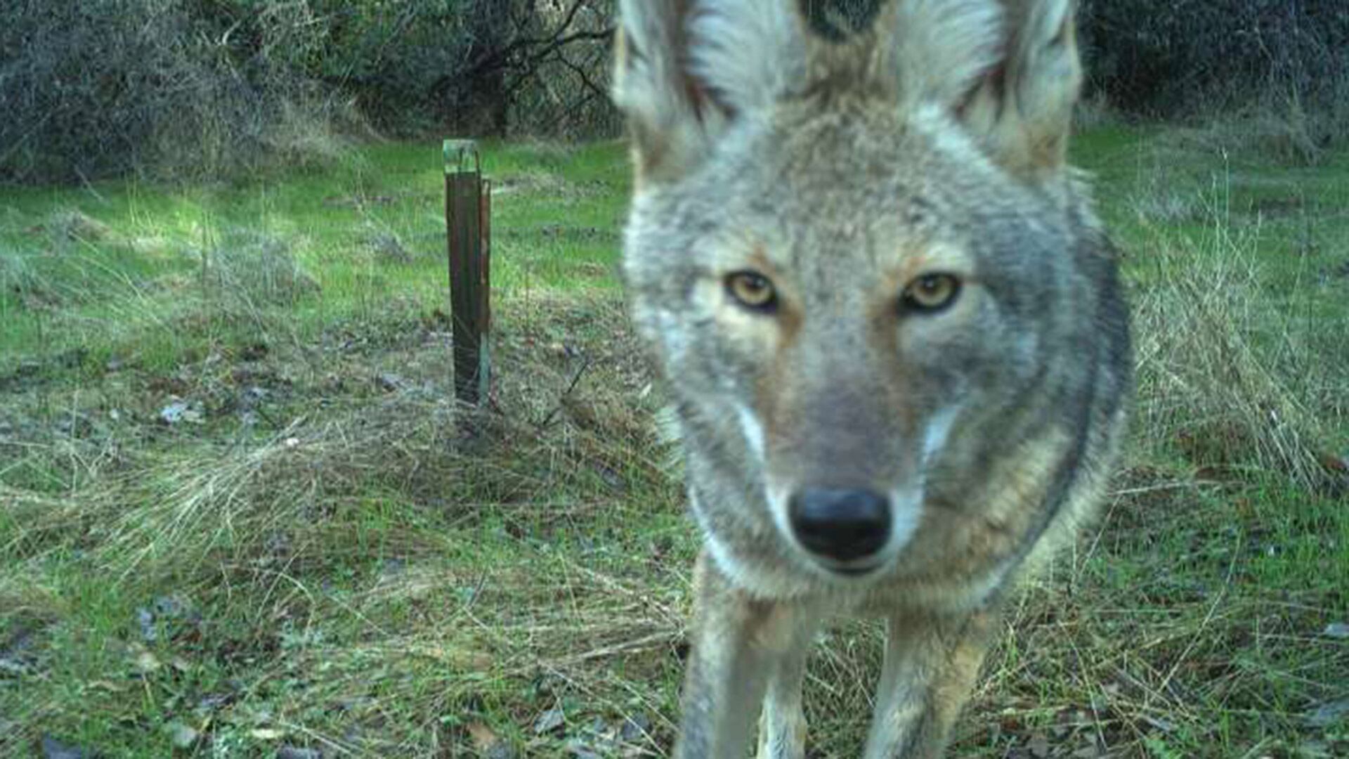 El análisis de siete años de datos del CDFW muestra un aumento sostenido de daños materiales y molestias causadas por animales salvajes (Créditos: Kendall Calhoun,postdoctoral researcher at UC Davis)