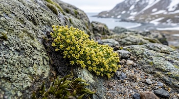 Pequeña planta con flores amarillas sobre una roca con líquenes, junto a musgo, con el mar y montañas nevadas al fondo.
