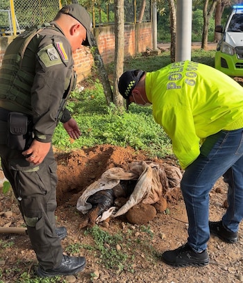 La Ley Ángel prohíbe tener animales a los condenados, crea un registro de maltratadores y permite a la Policía actuar ante peligro inminente - crédito @Cportilla40 / X