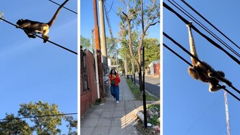 Virales- Monos en corrientes