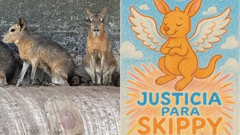 Canguro muere envenenado en reserva