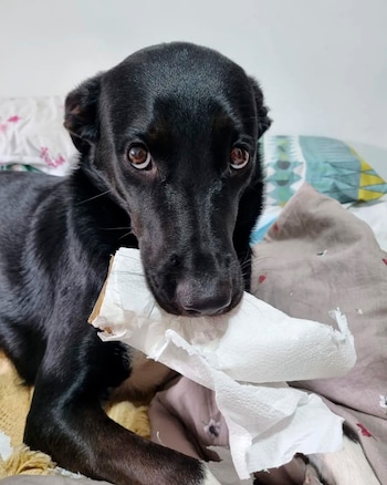 Milanesa haciendo una de sus