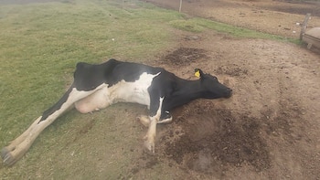 La mortandad del rodeo lechero,