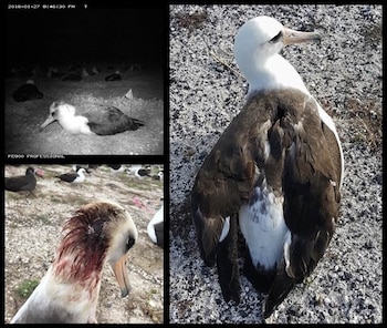 Factores externos como la presencia