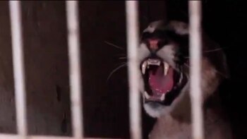 El ejemplar fue localizado por