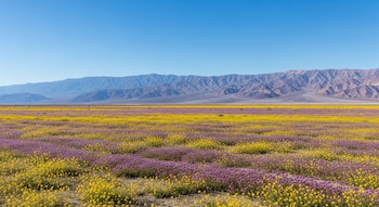 La superfloración de 2026 en