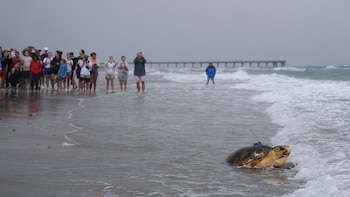 Dilly Dally fue rehabilitada por