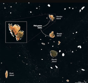 Vista satelital de islas antárticas con etiquetas en inglés que indican la ubicación de manchas de guano rosado y una escala de dos kilómetros