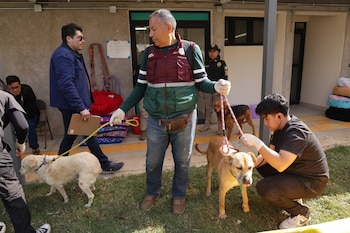 Gobierno y organizaciones animalistas establecen