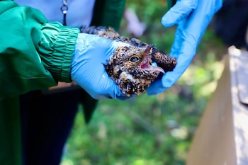 Investigadoras señalan desafíos críticos como