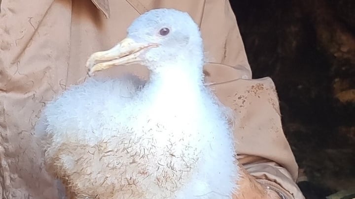 Encuentran en Cartagena un ejemplar albino de pardela cenicienta: es el primer registro documentado en España