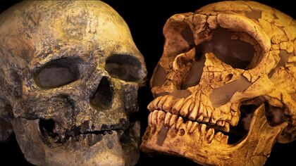 Varias teorías y pocas conclusiones: por qué el tamaño del cerebro humano se redujo en los últimos 100.000 años