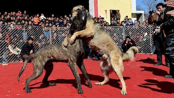 No existen razas peligrosas ni