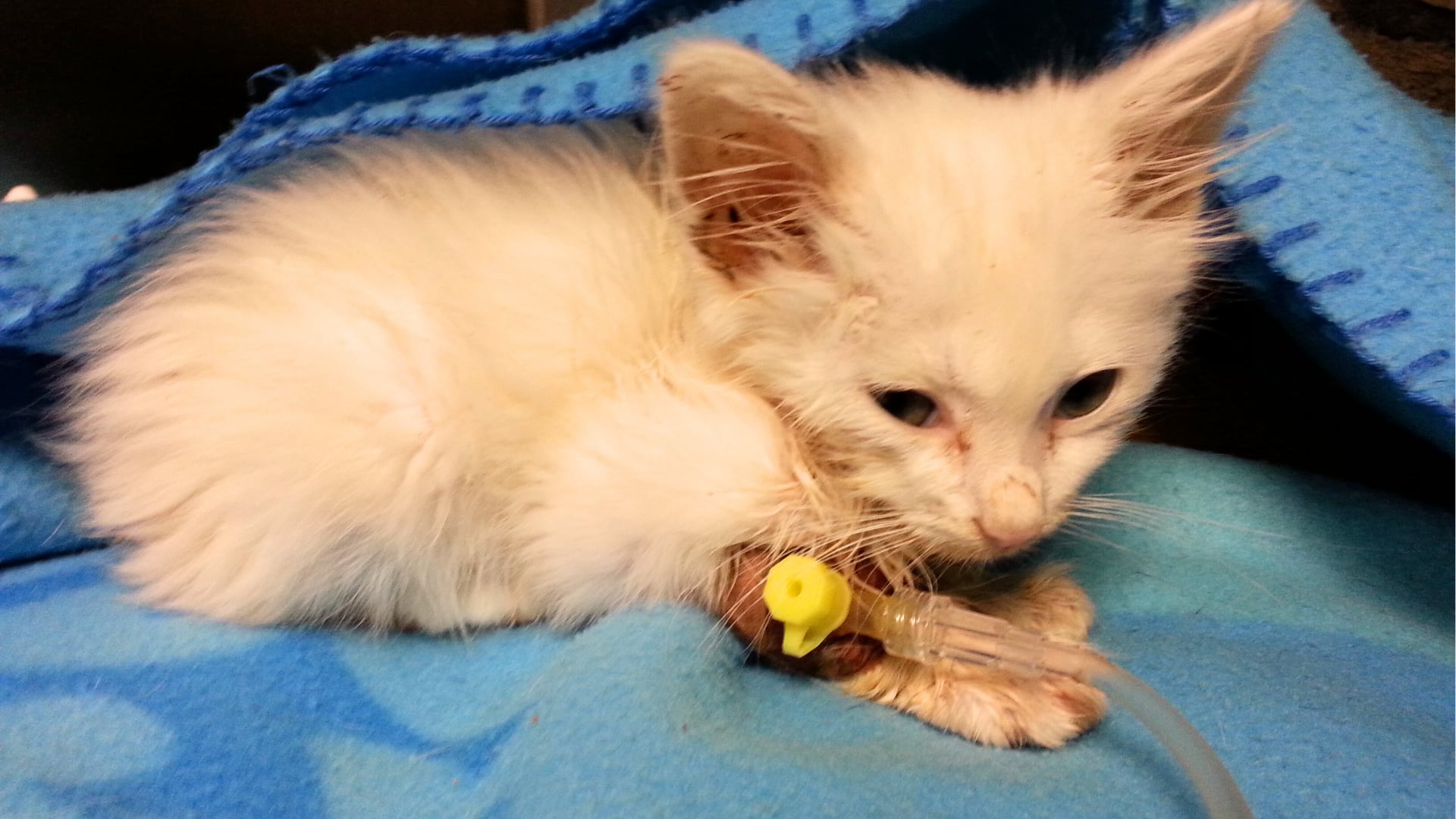 Alerta por virus mortal que afecta a los gatos: veterinaria detalla síntomas, contagio y cómo proteger a tu mascota