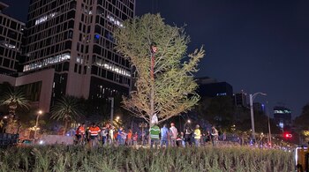 El ahuehuete fue colocado en